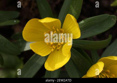 Eranthis hyemalis ist eine Pflanze in Europa gefunden. Stockfoto