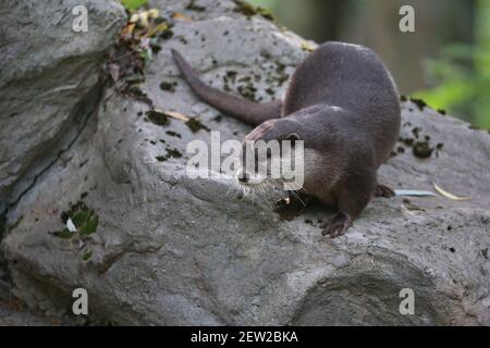 Asiatischer Kleinklatschotter im Naturlebensraum. Otter im Zoo während der Mittagszeit. Wilde Szene mit gefangengehaltenen Tier. Erstaunliche und verspielte Tiere. Aonyx Stockfoto