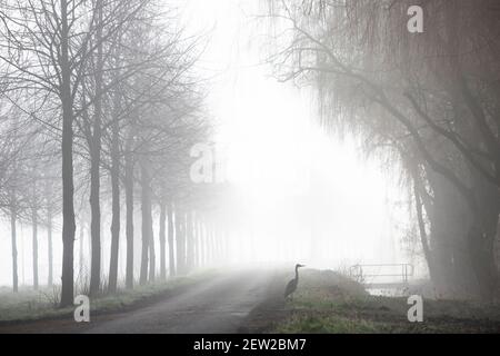 heron in der Nähe Landstraße auf nebligen Morgen in holland Stockfoto