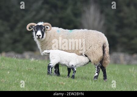 Schottische Schwarzgesicht Mutterschafe und Lämmer, Dumfries & Galloway, Schottland Stockfoto