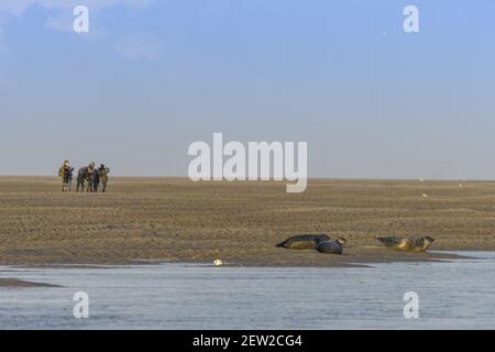 Frankreich, Somme, Baie de Somme, Le Hourdel, Robben in Baie de Somme und Wanderer, die sie beobachten Stockfoto