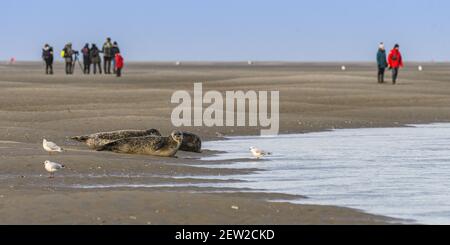 Frankreich, Somme, Baie de Somme, Le Hourdel, Robben in Baie de Somme und Wanderer, die sie beobachten Stockfoto