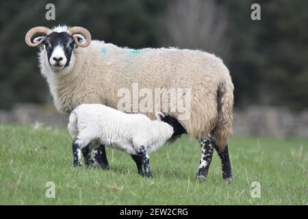 Schottische Schwarzgesicht Mutterschafe und Lämmer, Dumfries & Galloway, Schottland Stockfoto