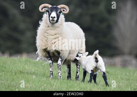 Schottische Schwarzgesicht Mutterschafe und Lämmer, Dumfries & Galloway, Schottland Stockfoto