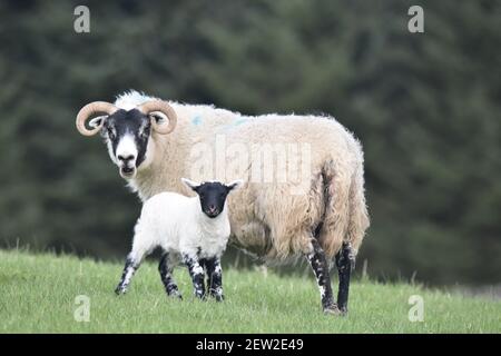 Schottische Schwarzgesicht Mutterschafe und Lämmer, Dumfries & Galloway, Schottland Stockfoto