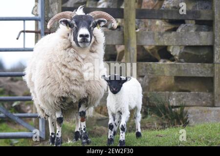 Schottische Schwarzgesicht Mutterschafe und Lämmer, Dumfries & Galloway, Schottland Stockfoto