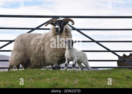 Schottische Schwarzgesicht Mutterschafe und Lämmer, Dumfries & Galloway, Schottland Stockfoto