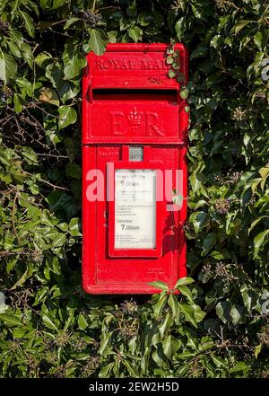Rote Briefkasten in Hecke, Heslington, York, Großbritannien Stockfoto
