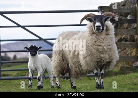 Schottische Schwarzgesicht Mutterschafe und Lämmer, Dumfries & Galloway, Schottland Stockfoto