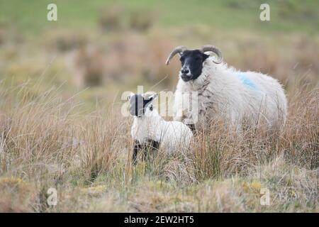 Schottische Schwarzgesicht Mutterschafe und Lämmer, Dumfries & Galloway, Schottland Stockfoto