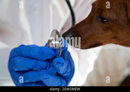 Die Hände des Arztes in blauen Einweghandschuhen halten ein Stethoskop. Stockfoto