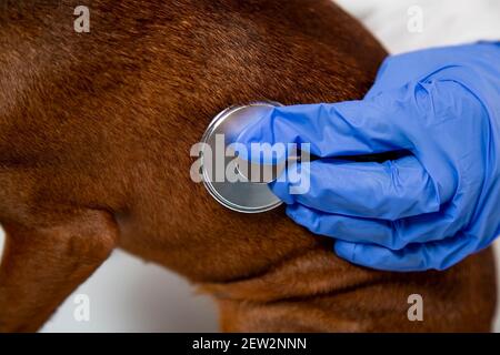 Eine tierärztliche Hand in einem medizinischen Handschuh prüft das Tier mit einem Stethoskop. Stockfoto