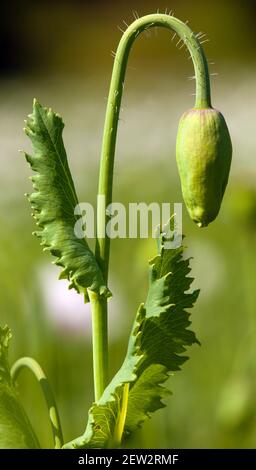 Detail der Blütenknospe von Opiummohn papaver somniferum, weiß gefärbter Mohn wird in Tschechien angebaut Stockfoto