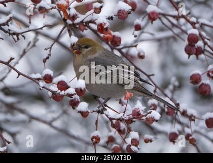 Pine Grosbeak, Pinicola enucleator, essen Beeren an einem Wintertag auf verschneiten Krabben Apfel Zweig thront Stockfoto