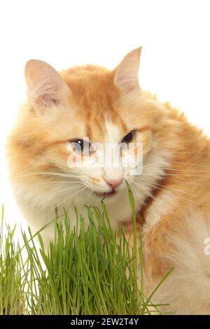 Rote Katze essen grünes Gras vor weißem Hintergrund. Saftiges Gras für Katzen, gekeimt Hafer nützlich für Katzen. Das Bild enthält den Kopierbereich Stockfoto