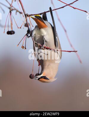 Ein böhmischer Wachsenden, Bombycilla garrulus, thront auf einem Baum umgedreht, um eine Beere zu ergattern Stockfoto