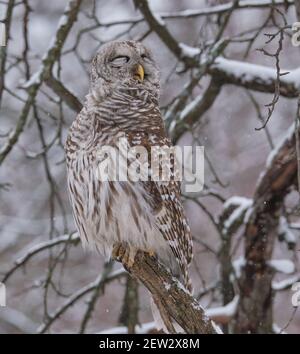 Barred Owl, Strix varia, mit geschlossenen Augen lächelnd auf einem hölzernen Zweig an einem Wintertag thront Stockfoto