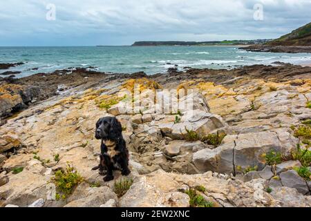 Arbeitend Cocker Spaniel Hund mit schwarzen Haaren und weißer Brust auf einem felsigen Strand Blick auf mit wachsam Ausdruck auf seinem Gesicht. Stockfoto