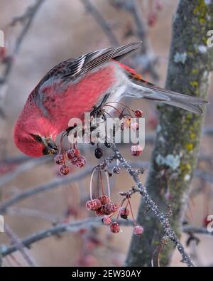 Male Pine Grosbeak, Pinicola enucleator, Haging hinunter Essen Beeren an einem Wintertag Stockfoto