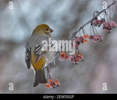 Pine Grosbeak, Pinicola enucleator, auf Beerenbrache mit Rückengefieder an einem Wintertag thront Stockfoto