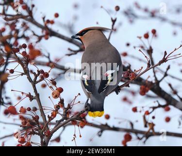 Ein böhmischer Wachsenden, Bombycilla garrulus, thront auf einem Krabbenapfelbaum, der Rücken- und Flügelfedern zeigt Stockfoto