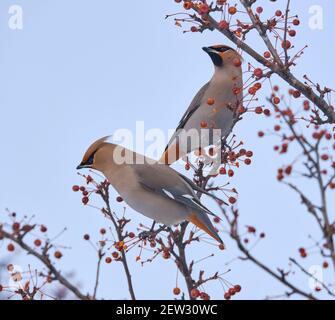 Zwei Böhmische Wachsenden, Bombycilla garrulus, auf einem Krabbenapfelbaum Zweig thront Stockfoto