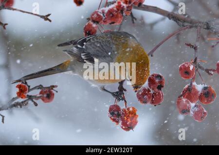 Pine Grosbeak, Pinicola enucleator, essen Beeren während eines Schneesturms am Wintertag Stockfoto