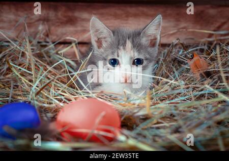 osterjagd kleine dreifarbige Kätzchen in einem Hühnerstall mit Bunte Eier Stockfoto