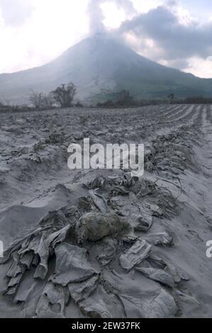 Karo, Indonesien. März 2021, 2nd. Eine Kohlplantage auf Schäden gesehen, während durch Material Eruption und die Magma Temperatur aus dem Ausbruch des Sinabung Vulkan bedeckt. Foto aus dem Plantagengebiet des Dorfes Sukanalu in Karo, Nord-Sumatra, Indonesien am 02. März 2021. Foto von Aditya Sutanta/ABACAPRESS.COM Quelle: Abaca Press/Alamy Live News Stockfoto