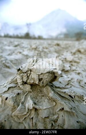 Karo, Indonesien. März 2021, 2nd. Die Kohlplantage auf Schäden gesehen, während durch Material Eruption und die Magma Temperatur aus dem Ausbruch des Sinabung Vulkan bedeckt. Foto aus dem Plantagengebiet des Dorfes Sukanalu in Karo, Nord-Sumatra, Indonesien am 02. März 2021. Foto von Aditya Sutanta/ABACAPRESS.COM Quelle: Abaca Press/Alamy Live News Stockfoto