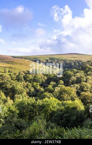 Abendsonne auf Dunkery Beacon, mit 510 Metern der höchste Punkt auf Exmoor, oberhalb von Sweetworthy Combe, von Cloutsham aus gesehen, Somerset UK Stockfoto