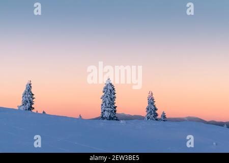 Schneebedeckte Fichten bei farbenprächtiger Winteruntergang in den Bergen. Stockfoto