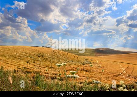 LÄNDLICHE LANDSCHAFT SOMMER.Zwischen Apulien und Basilicata: Landschaft mit Kornfeld im Schatten von Wolken.ITALIEN Stockfoto