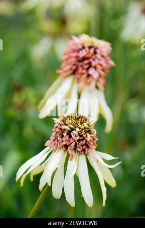 Cremig-weiße Blütenblätter, die einen doppelten, hellrosa Kegel umgeben - Echinacea 'strawberry shortcake'. Hybrid Coneflower 'Strawberry Shortcake'. Stockfoto