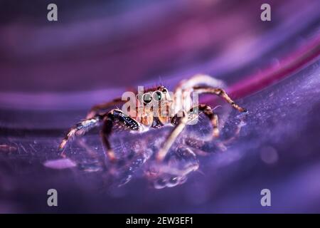 Spinnenspringen in Thailand ist ein buntes Bild. Stockfoto