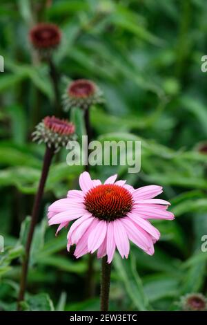 Echinacea purpurea 'Magnus'. Dunkelrosa Gänseblümchen-ähnliche Blüten von purpurfarbenem „Magnus“. Stockfoto