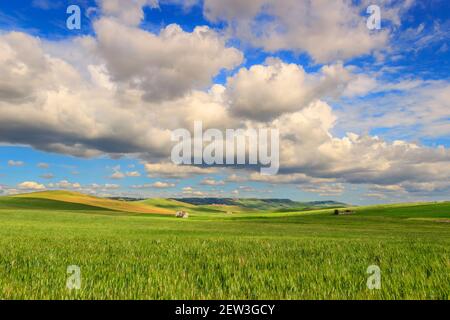 Frühling.Zwischen Apulien und Basilikata: Hügelige Landschaft mit grünen Kornfeldern.ITALIEN. Frühlingslandschaft mit unreifen Ähren aus Mais. Stockfoto