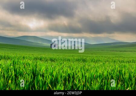 Frühling.Zwischen Apulien und Basilikata: Hügelige Landschaft mit grünen Kornfeldern.ITALIEN. Frühlingslandschaft mit unreifen Ähren aus Mais. Stockfoto