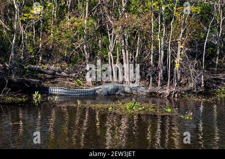 Alligatoren sind der König des Sumpfes, Jean Lafitte National Historical Park und Preserve, Louisiana, USA, Nordamerika, Stockfoto