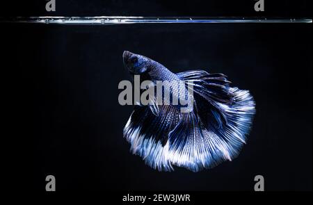 Betta Fische kämpfen blau, isoliert auf einem schwarzen Hintergrund, ein schönes Haustier. Stockfoto