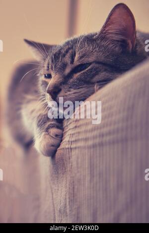 Katze schläft auf der Rückseite des Sofas liegen, Nahaufnahme Porträt Stockfoto