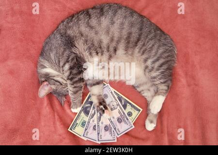 Katze mit Geld in US-Dollar, Draufsicht auf Haustier Stockfoto