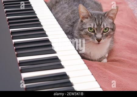 Funny PET sitzt neben dem Synthesizer auf dem Haus Bett im Schlafzimmer Stockfoto