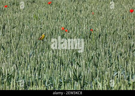 Gelbe Bachstelze (Motacilla flava) im Gerstenfeld, Northumberland, Großbritannien Stockfoto