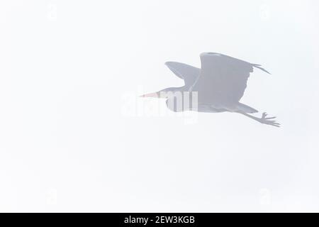 Graureiher (Ardea cinerea) fliegen im Nebel, Northumberland National Park, Großbritannien Stockfoto