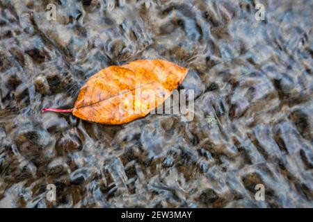 Herbstblatt in Bach getaucht, Sidwood, Kielder Forest, Northumberland National Park, Großbritannien Stockfoto