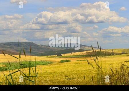 Frühling.Zwischen Apulien und Basilikata: Hügelige Landschaft mit grünen Kornfeldern.ITALIEN. Frühlingslandschaft mit unreifen Ähren aus Mais. Stockfoto