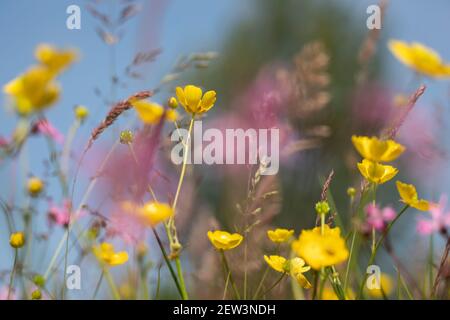 Nasse blumenreiche Wiese mit Weidefalterschalen, Kielder Water & Forest Park, Northumberland, UK Stockfoto