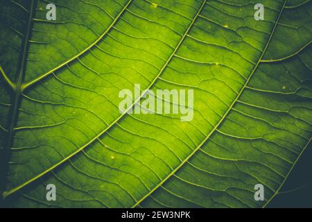 Grüne Blätter mit detaillierten Linien und Oberfläche. Stockfoto