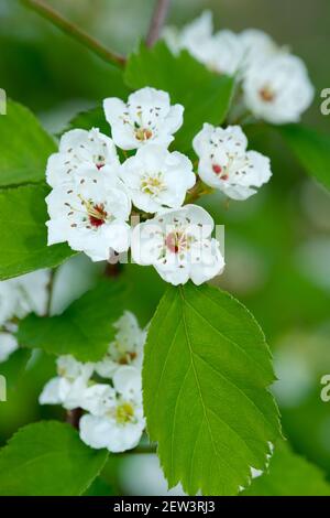 Crataegus intricata. Kopenhagener Weißdorn, lange's Dorn und Dickicht Weißdorn. Weiße Blüte im späten Frühling/Frühsommer Stockfoto